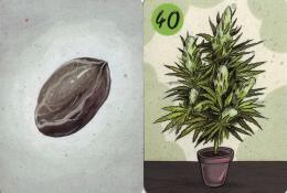 Semínko a již vyklíčená rostlinka